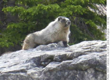 large marmot
