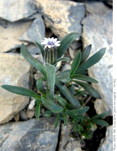 Rocky Mountain Campion