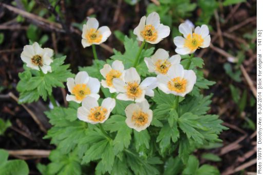 Globe flowers