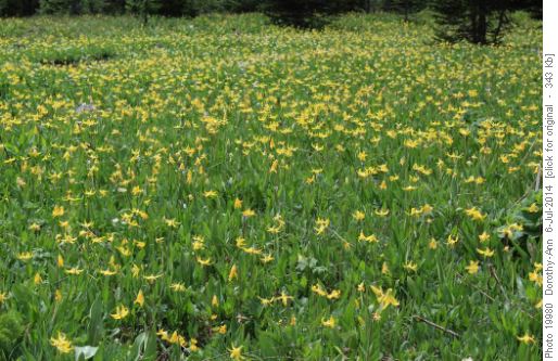 Glacier lilies, massed