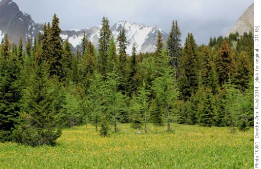 A meadow full of flowers