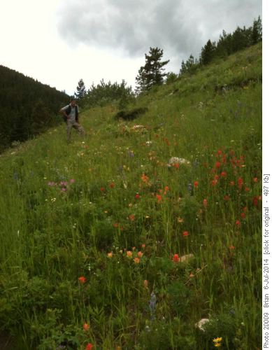 Trail Flowers