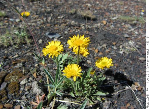 Yellow fleabanes