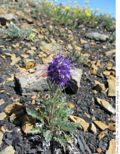 Silky scorpionweed