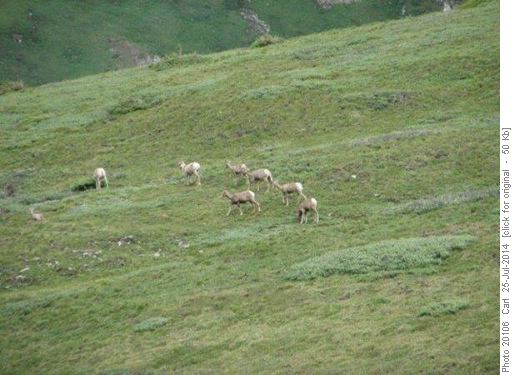 Part of a herd of sheep on the col