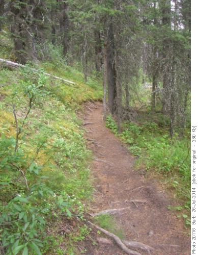 Pleasant forest trail