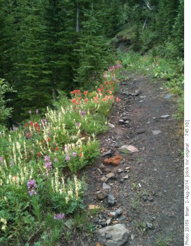 Flowers along the Trail