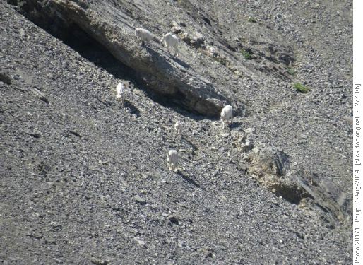 Mountain Goats