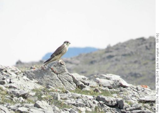 Prairie falcon