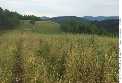 One of the many meadows on the ridge