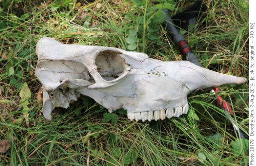 Skull of a horse