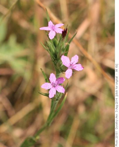 Joyce ID'd this 'new' flower - dianthus armeria (or grass pink)