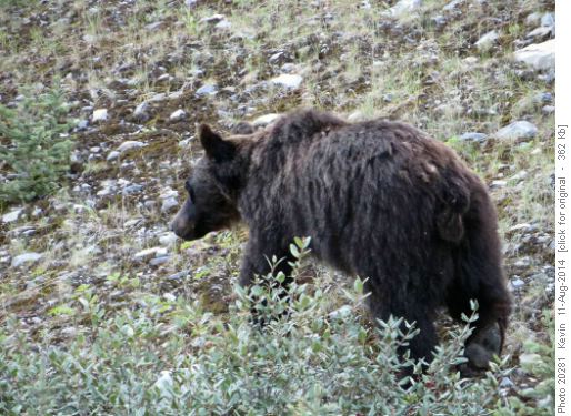 Juvenile Grizzly feeding beside the Smith-Dorien
