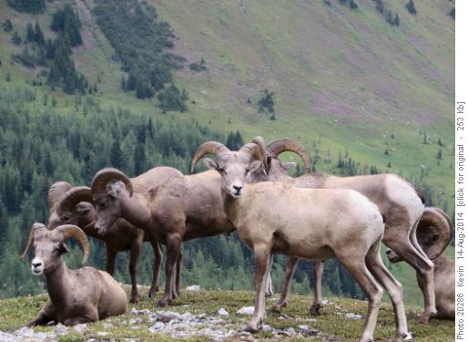 Bachelor herd in Pocaterra Cirque