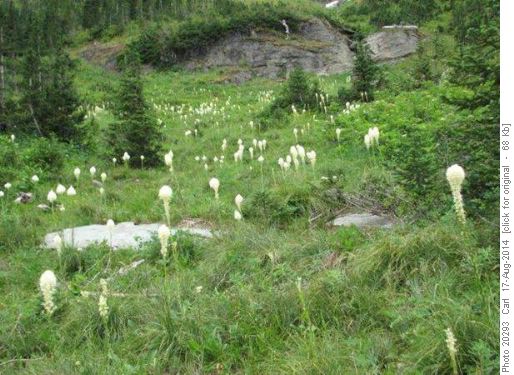 The bear grass was still in its prime