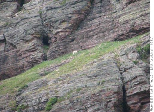 Goat on Medicine Grizzly Peak