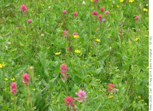 Lush alpine meadows