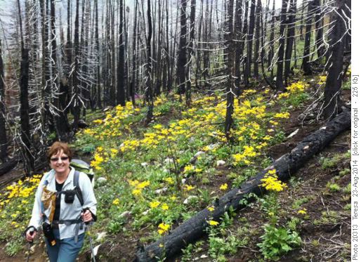 Flowers (and Barb) in burn area