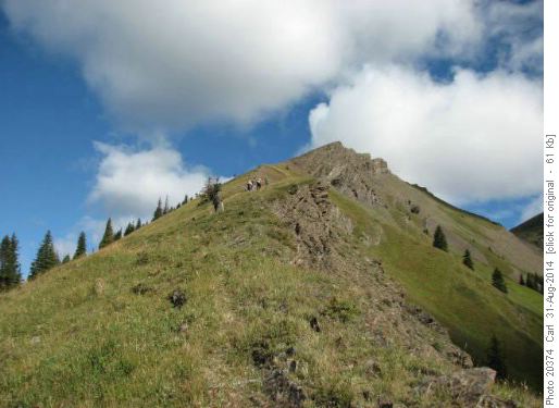 looking up the ridge from the treeline