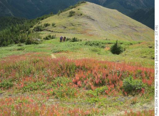 Fireweed in the Meadow