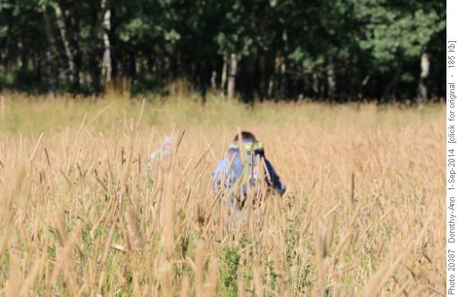 Through the very tall grass