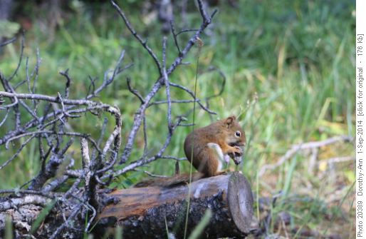 Snack time for a squirrel