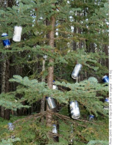 The rare Kokanee-Coors Fir