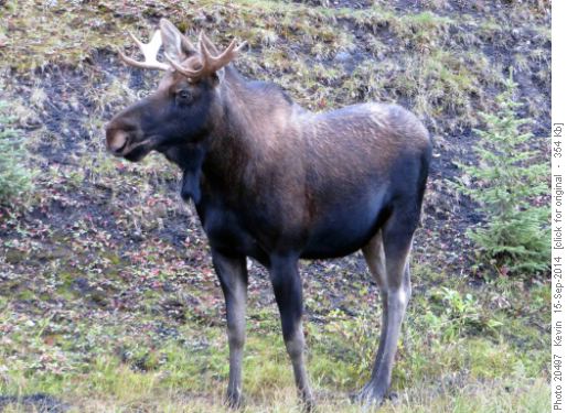 Bull moose near the Engadine turnoff