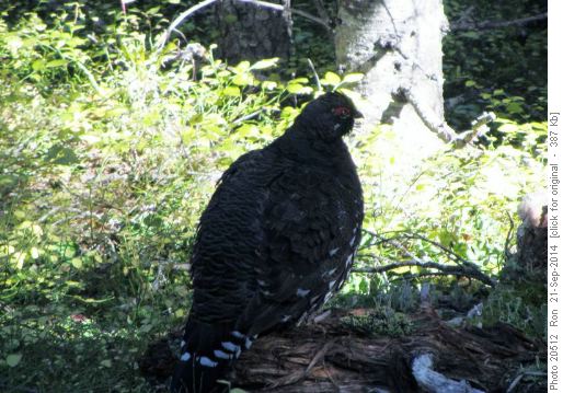 Grouse on the Taylor Lake trail