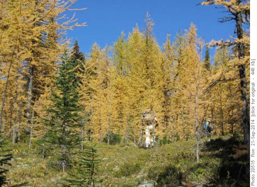 Heading up into the larch forest