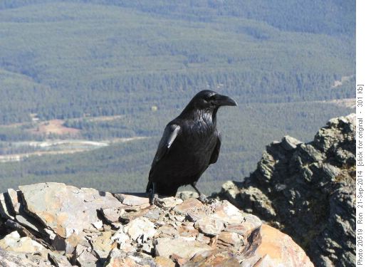 Cheaky raven