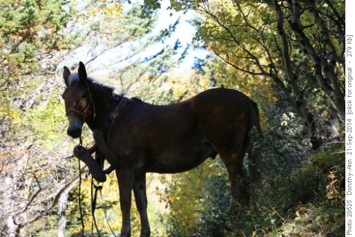 Pack horse wandering along trail below pass