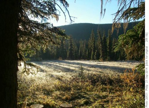 Morning frost