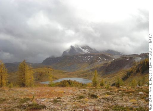 Monarch from Healy Pass