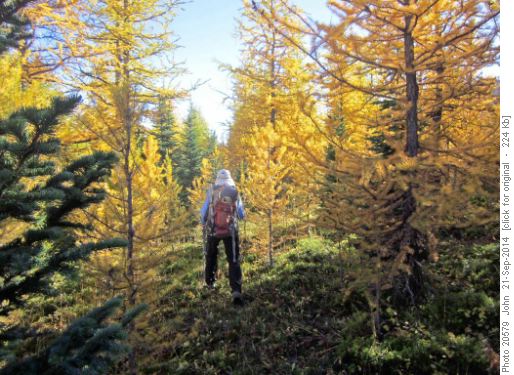 {428 Ald Sig} hiking through the golden larches