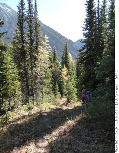 last of the larches