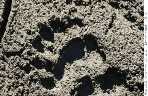 Is this a bear print or ?
