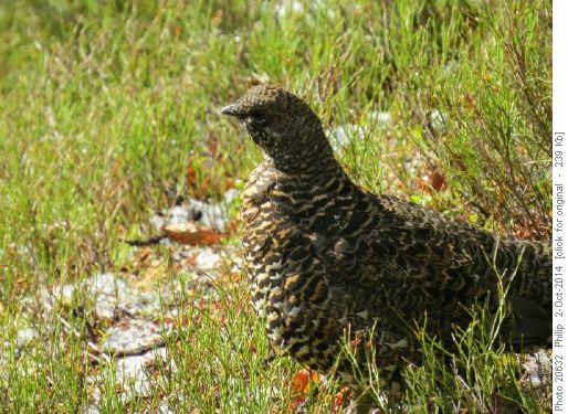 Willow Ptarmigan?