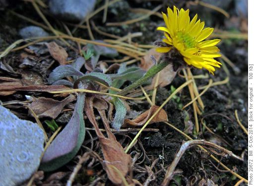 Yellow Fleabane