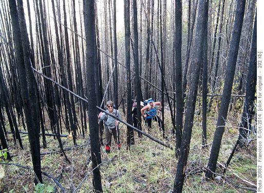 The "Black forest"