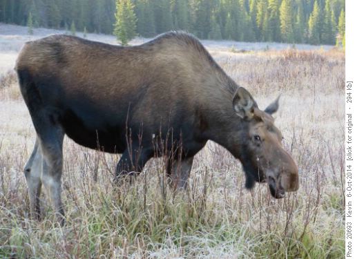 Bull's 'lady love' feeding in the meadows