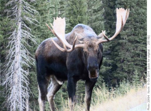 A rather imposing rack on this big bull