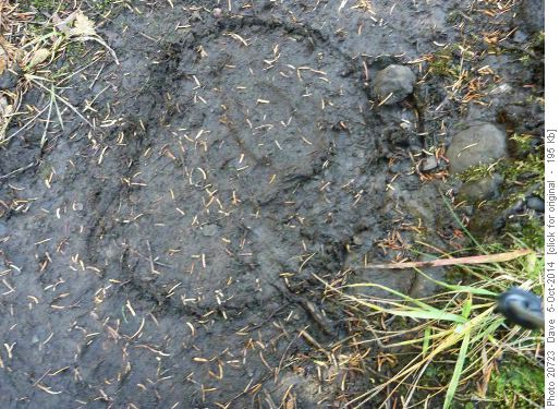 Bear print in mud on trail
