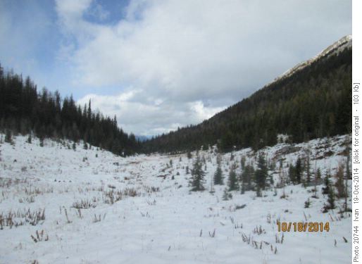 Snowy meadows