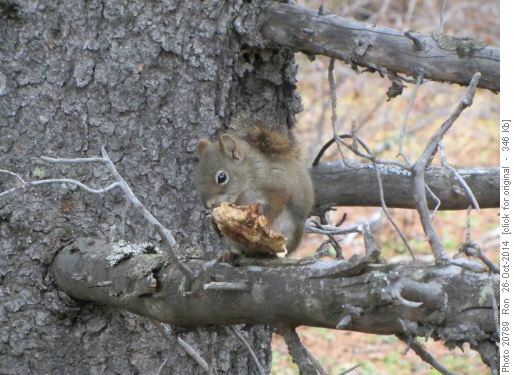Unperturbed squirrel munching on a mushroom.