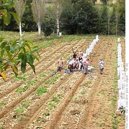 Friendly farmers picking potatoes