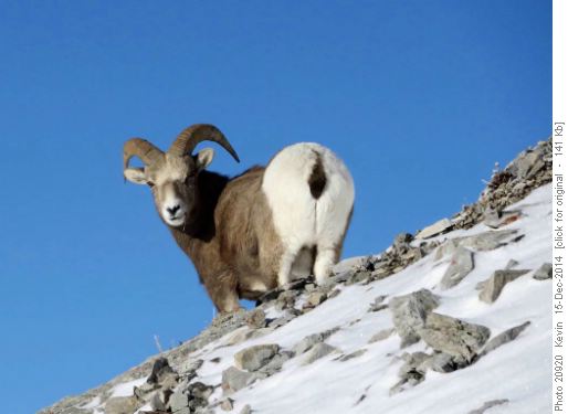 Solitary ram below the summit of Wasootch Peak
