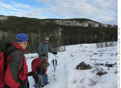 Snowy Owl snowshoe trail, cut block section