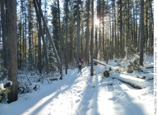 Sunny trail with little snow