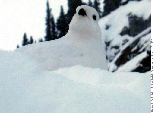 Ptarmigan